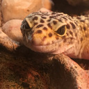 a-very-handsome-gecko avatar