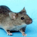 a-very-smol-house-mouse avatar