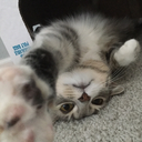 a-zadventures avatar