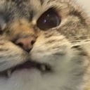 aaaaaaaaaaacat avatar