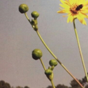 aaaiiiisssyyyaaahhh avatar