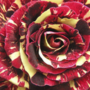 aaatanasovaaa avatar