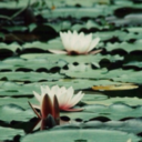 aaestheticfandoms avatar