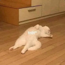 aakiisnothere avatar