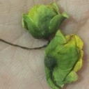 aapenassorria avatar