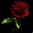 aarlaunarose-blog avatar