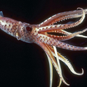 aaroniusthesquid avatar