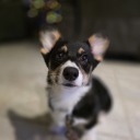 aaronpurr-sirr avatar