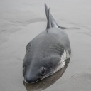 abandoned-mines-and-loss avatar