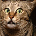 abandonedsandals avatar