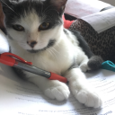 abbers-cool-cats avatar