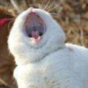 abby-sciddly-doo avatar