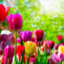 abc-of-gardening avatar