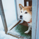 abe-hachi-photo avatar