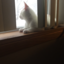 abeewithonewing avatar