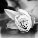 abendmondlicht avatar