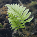 abies-amabilis avatar
