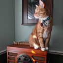 abileneesaurus avatar