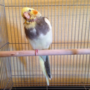 abirdnamedswoop avatar