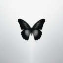 ablackbutterflyy avatar