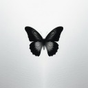 ablackbutterflyy avatar