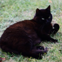 ablackcatstale avatar