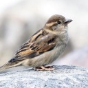 ablogforaphrodite avatar