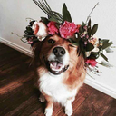 abominable-aes avatar