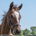 abostongirlinkentucky avatar