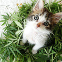 about-mary-jane avatar