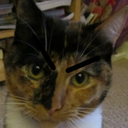 aboutcatprivilege avatar