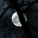 absolem-in-wonderland avatar