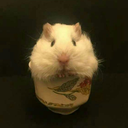 absolem-the-house-elf avatar