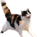 absolute--nonsense avatar