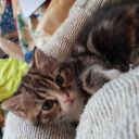 absolute-maniac avatar