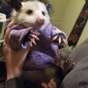 absolute-messs avatar