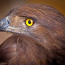 absolute-ravenclaw avatar