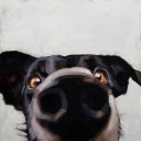 absolutebananas avatar