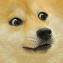 absolutedoge avatar