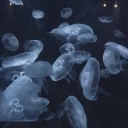 absoluteicedtea avatar