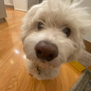 absolutelyawfulusername avatar