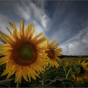 absolutelyknope avatar