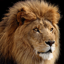 abundantleones avatar