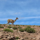 aburrimientoalmaximo avatar