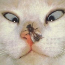 abuseyjunction avatar