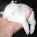 abusivebehavior avatar