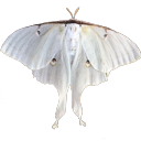 abwsedmoth avatar