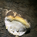 abysmal-butterfly avatar