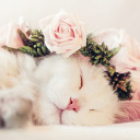 abysmal-dream avatar