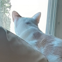 abyssaleclipses avatar